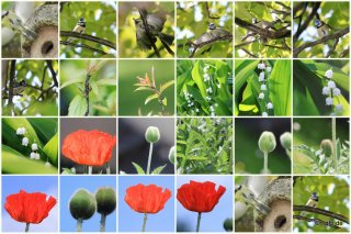 garten22052015