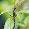 Garten 22.05.2015