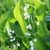 Garten 22.05.2015