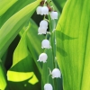 Garten 22.05.2015