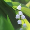 Garten 22.05.2015