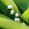 Garten 22.05.2015