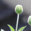 Garten 22.05.2015