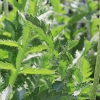 Garten 22.05.2015
