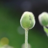 Garten 22.05.2015