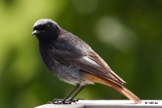 1dfh-Hausrotschwanz_6219-3