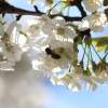 Garten 23.04.2015