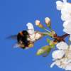 Garten 23.04.2015
