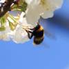 Garten 23.04.2015