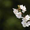 Garten 23.04.2015