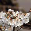 Garten 23.04.2015