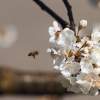 Garten 23.04.2015