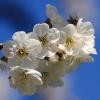 Garten 23.04.2015