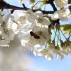 Garten 23.04.2015