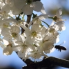 Garten 23.04.2015