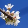 Garten 23.04.2015