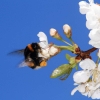 Garten 23.04.2015