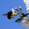 Garten 23.04.2015