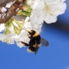 Garten 23.04.2015
