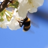 Garten 23.04.2015