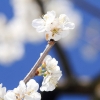 Garten 23.04.2015