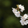 Garten 23.04.2015