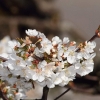 Garten 23.04.2015