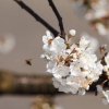 Garten 23.04.2015