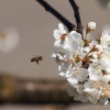Garten 23.04.2015