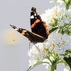 Garten, Schmetterling