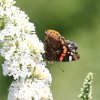 Garten, Schmetterling