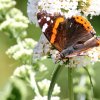 Garten, Schmetterling