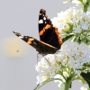 Garten, Schmetterling