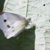 Garten, Schmetterling