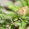 Garten, Schmetterling