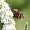 Garten, Schmetterling