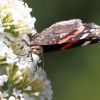 Garten, Schmetterling