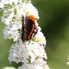 Garten, Schmetterling