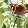 Garten, Schmetterling