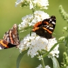 Garten, Schmetterling