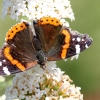 Garten, Schmetterling