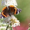 Garten, Schmetterling