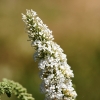 Garten, Schmetterling