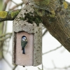 Blaumeise Pfullingen