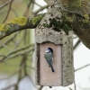Blaumeise Pfullingen