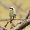 Blaumeise Pfullingen