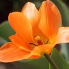 Garten;