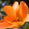 Garten;