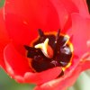 Garten;