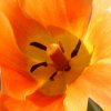 Garten;